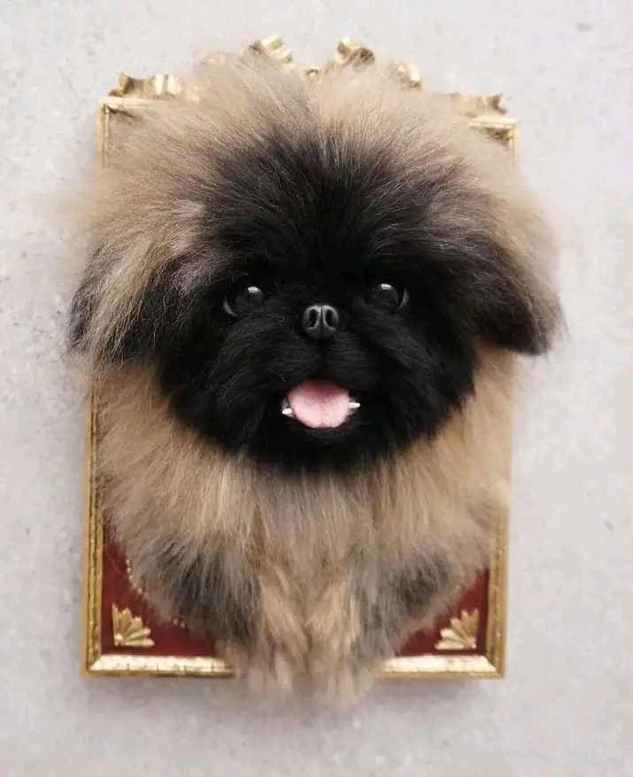Dogs