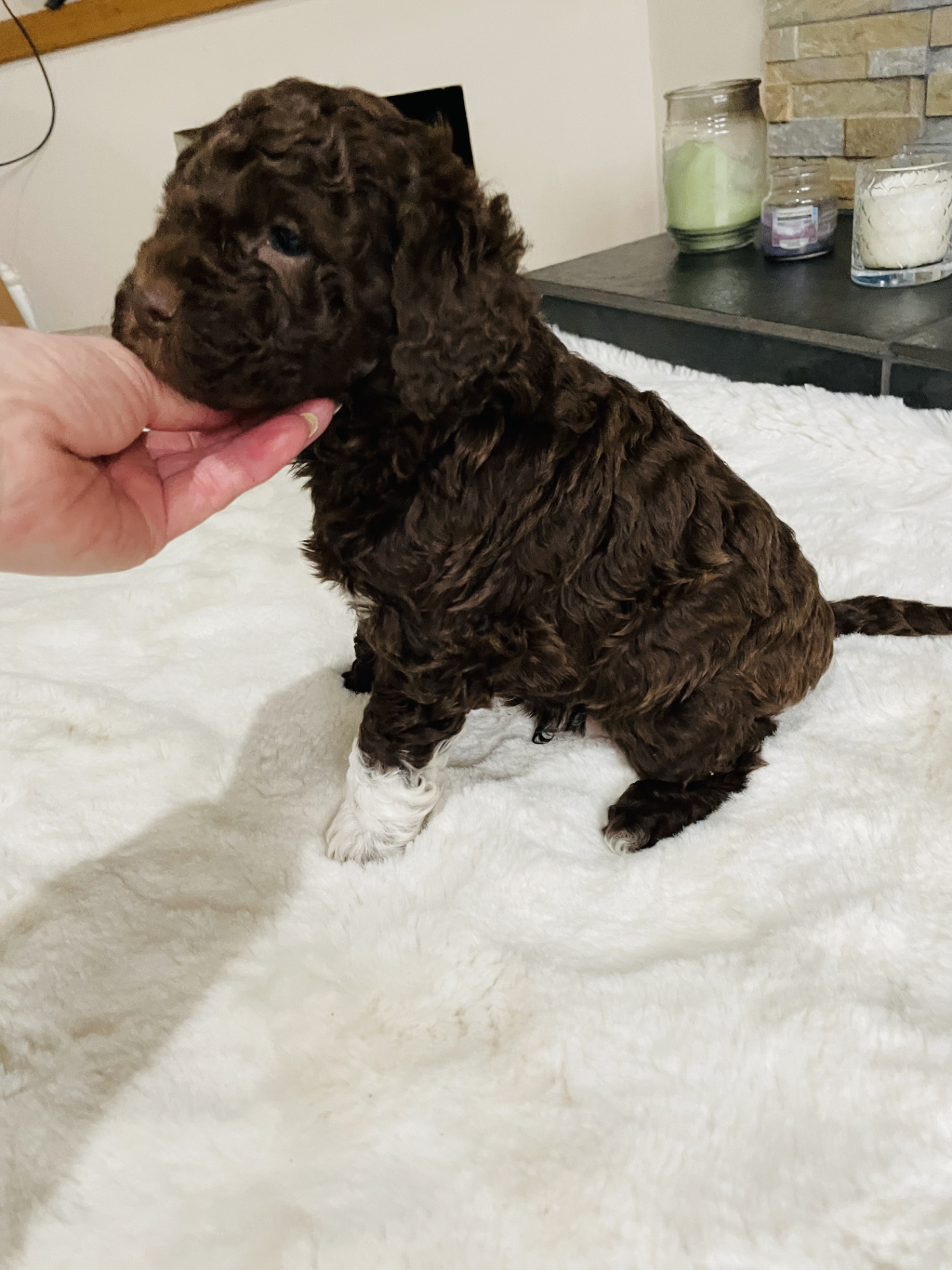 Biscuit