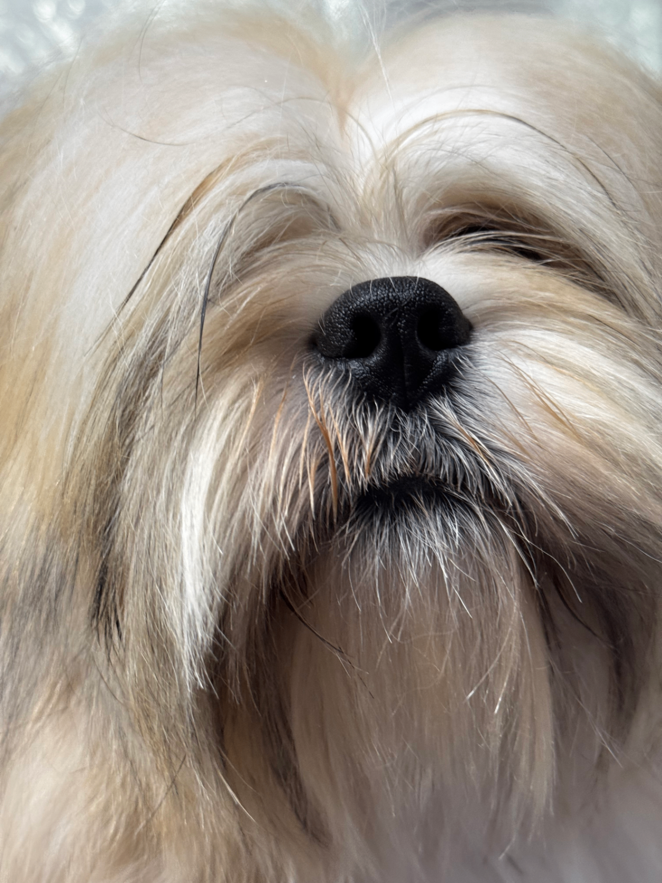Rex, a Lhasa Apso